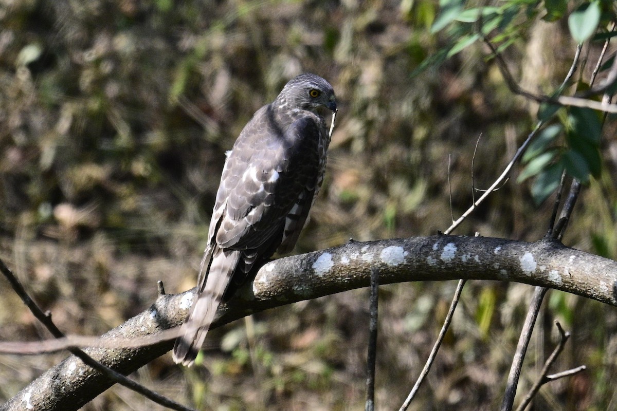 Тювик - ML646954787