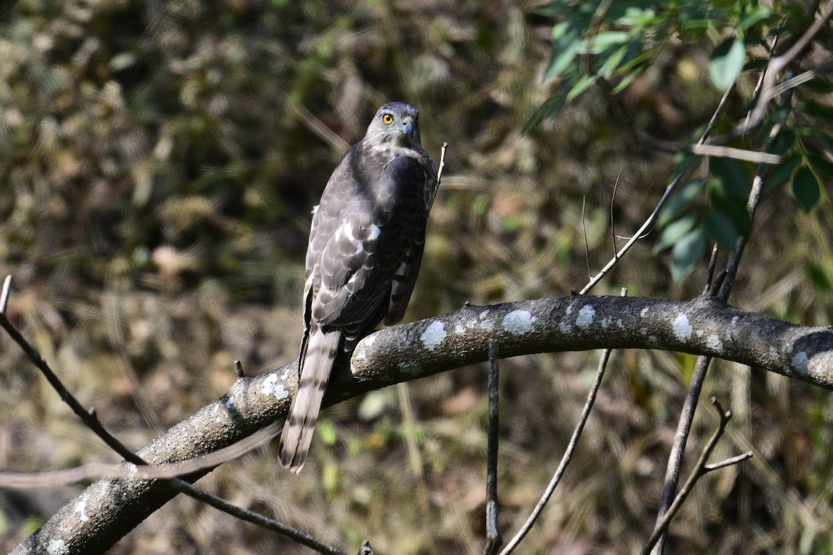 Тювик - ML646954788