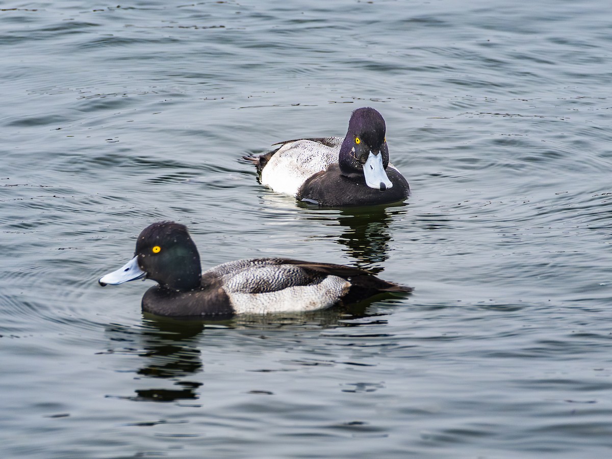 Lesser Scaup - ML646954789