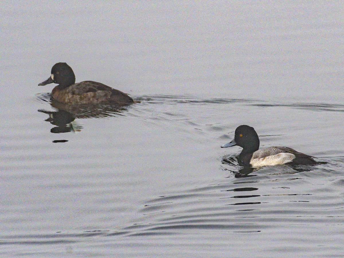 Lesser Scaup - ML646954790
