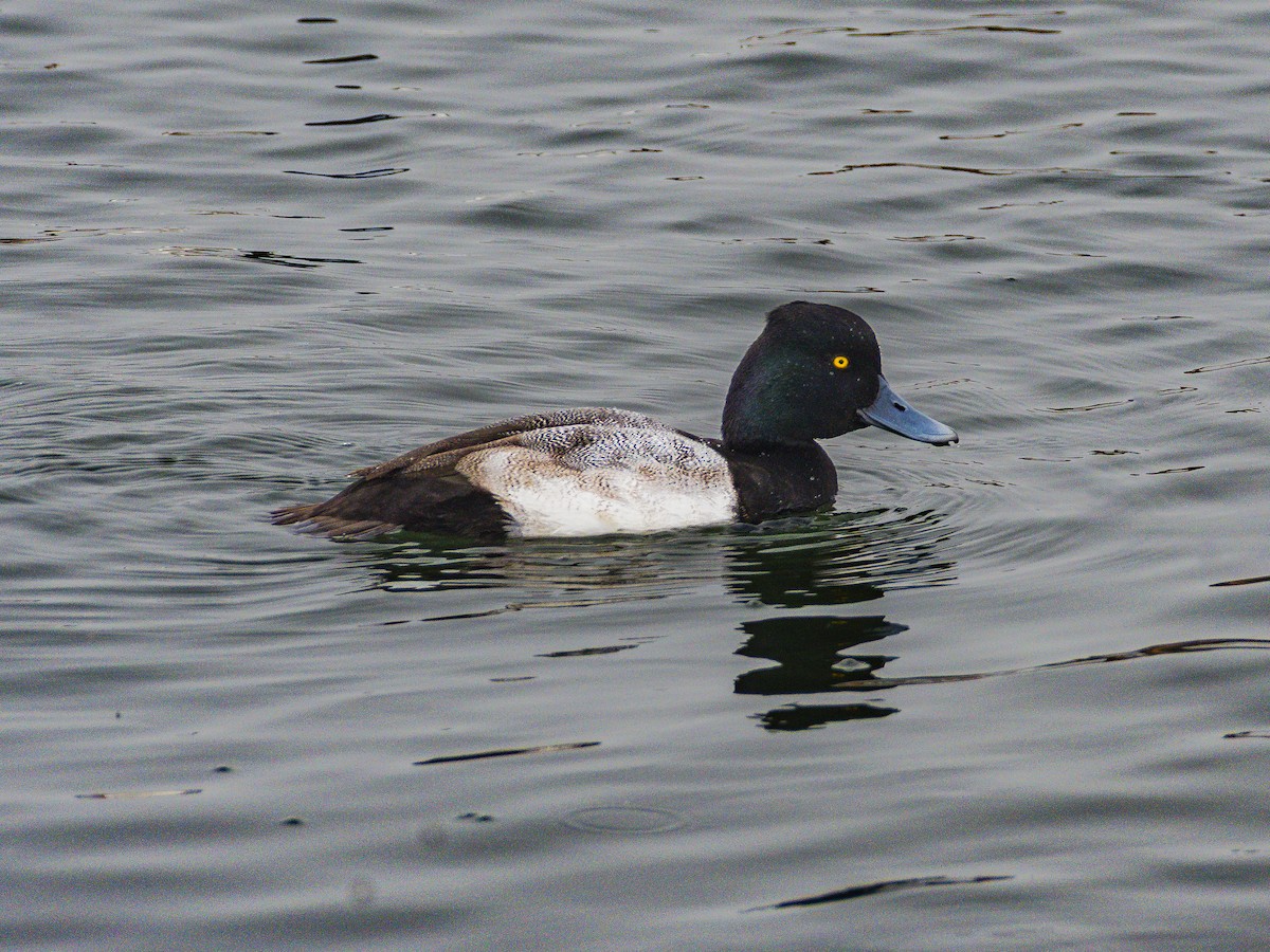 Lesser Scaup - ML646954791