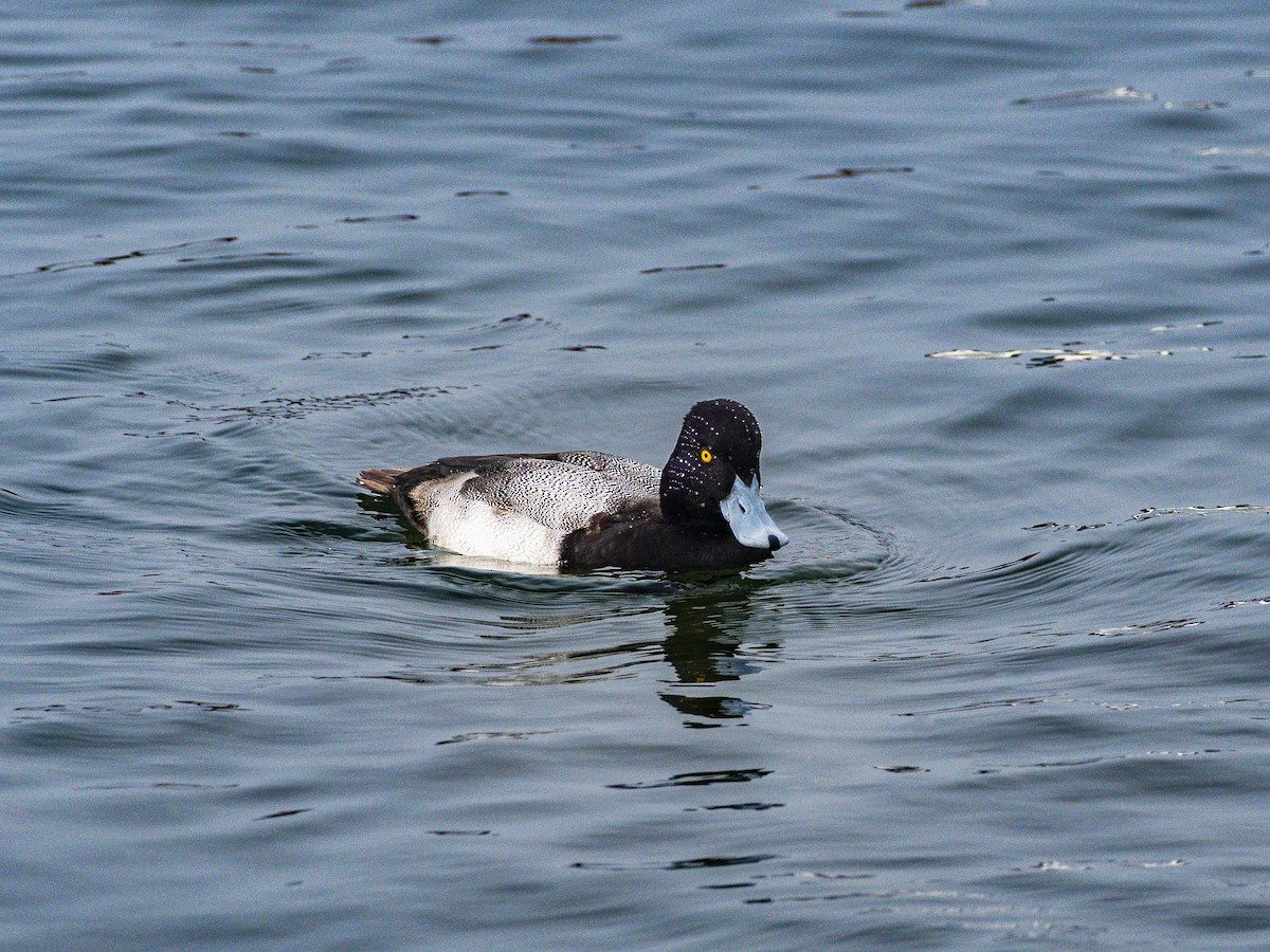 Lesser Scaup - ML646954792