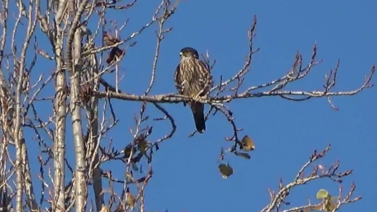 Merlin - ML646954793