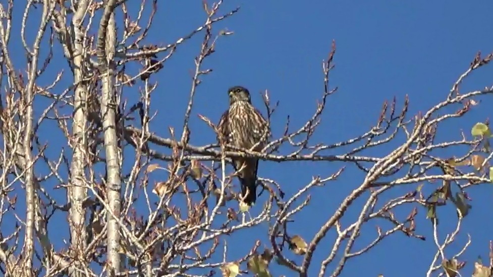 Merlin - ML646954794