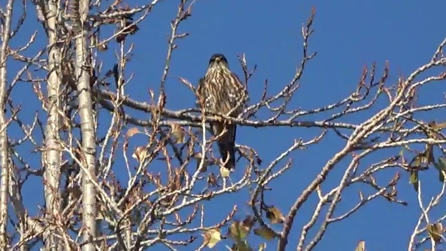 Merlin - ML646954795