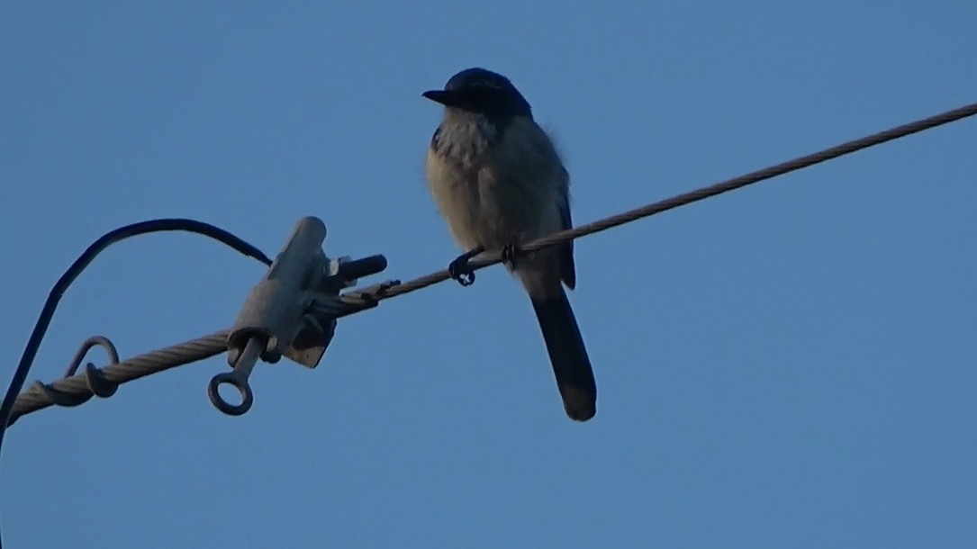 California Scrub-Jay - ML646954797