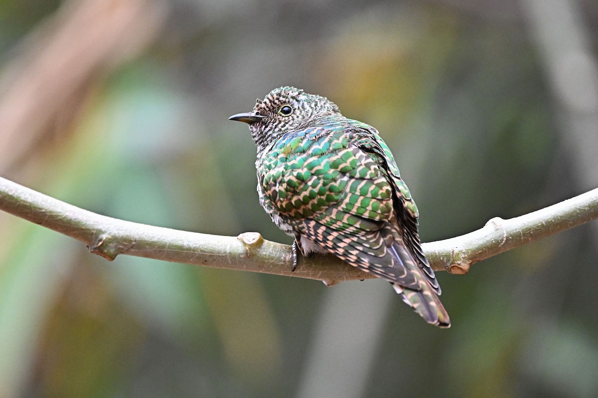 Klaas's Cuckoo - ML646954798