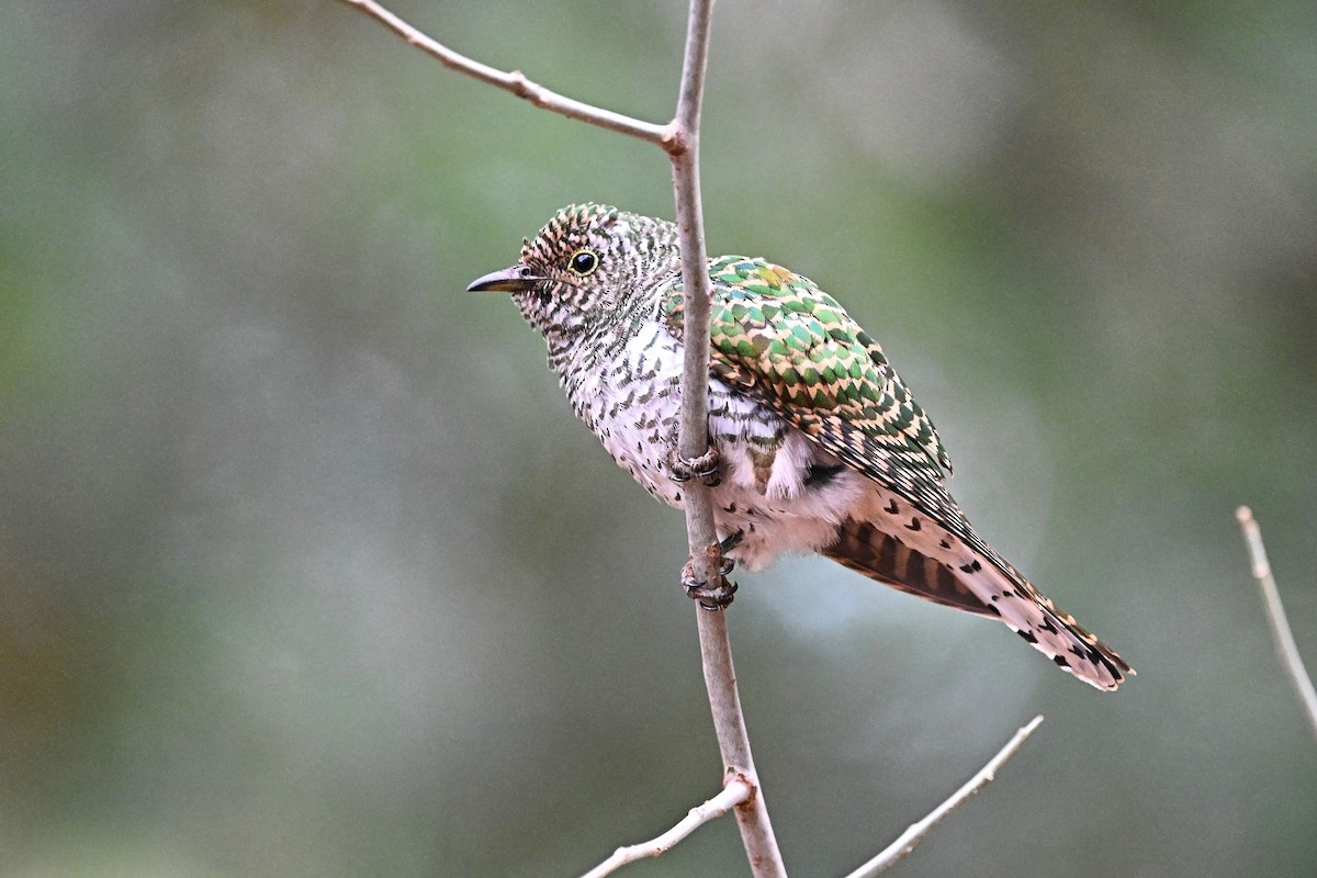 Klaas's Cuckoo - ML646954799