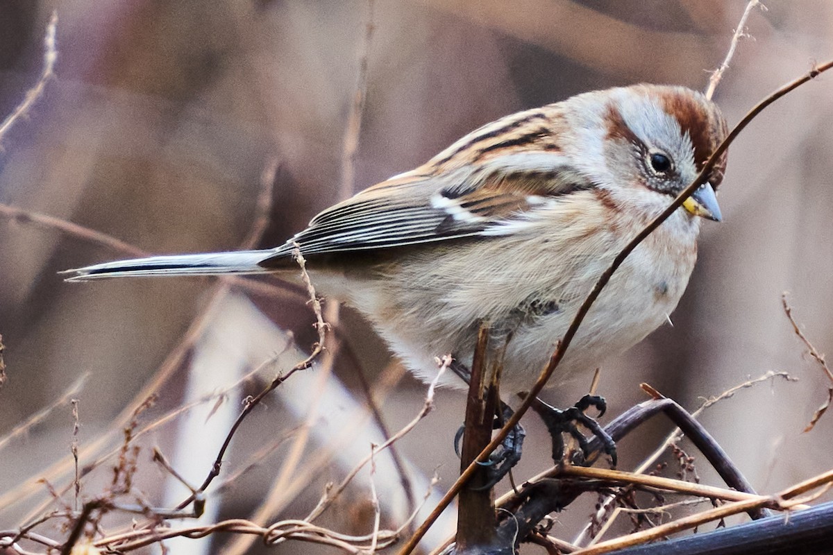 American Tree Sparrow - ML646954800