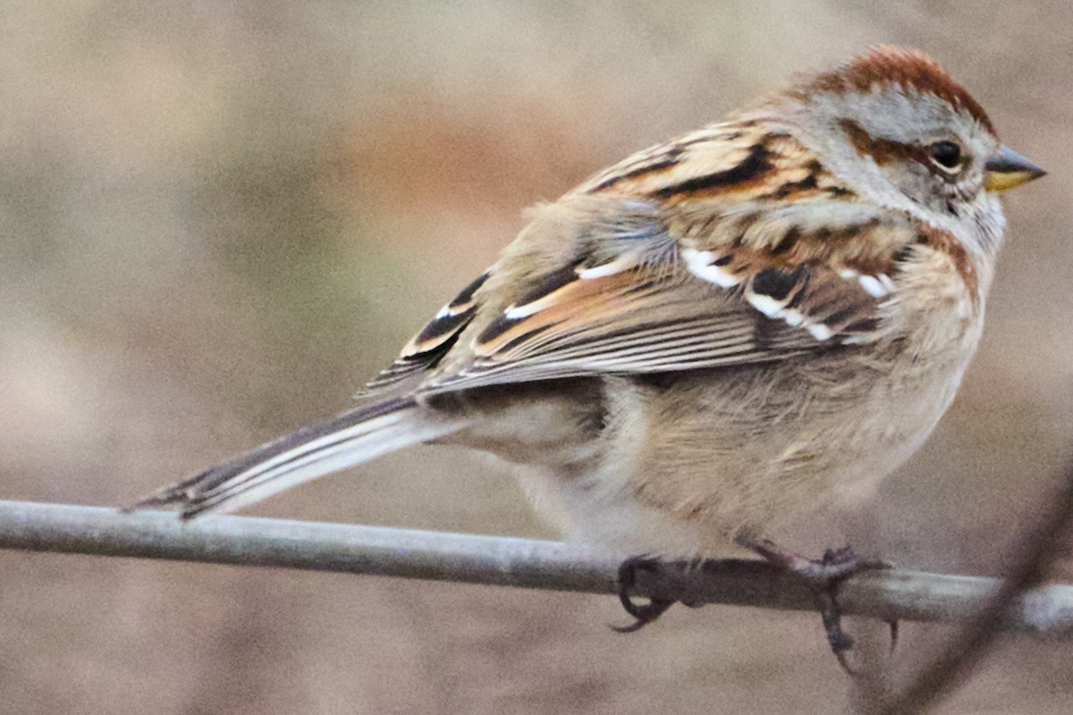 American Tree Sparrow - ML646954801