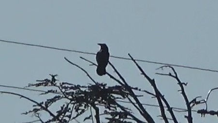 Common Raven - ML646954802