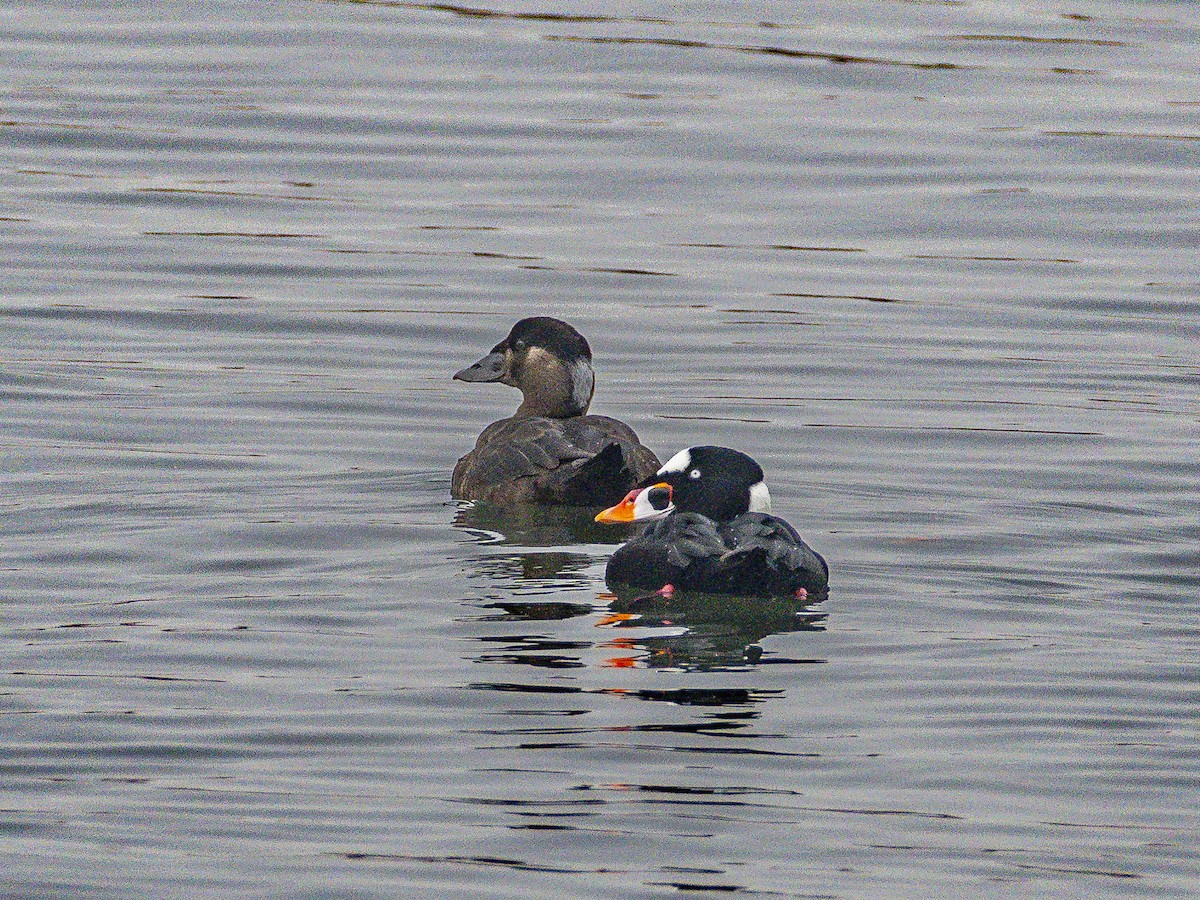 Surf Scoter - ML646954803