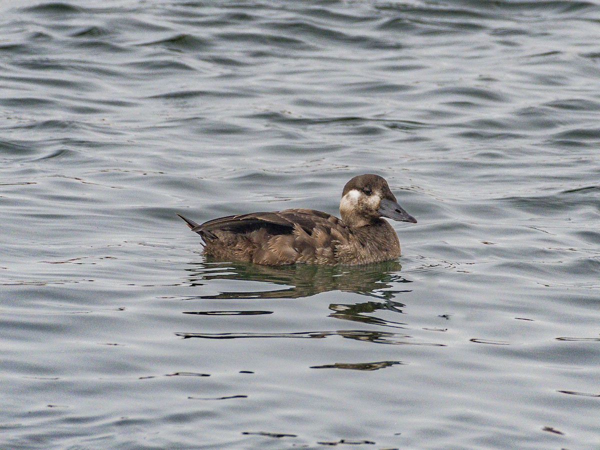Surf Scoter - ML646954804