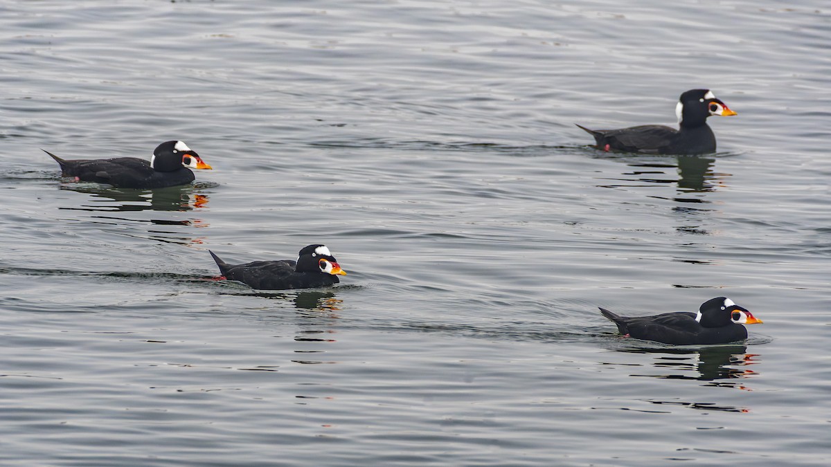 Surf Scoter - ML646954805