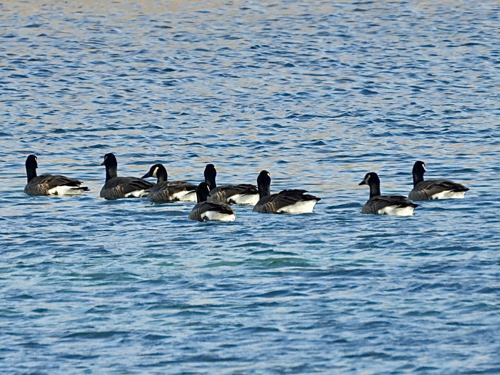 Canada Goose - ML646954809