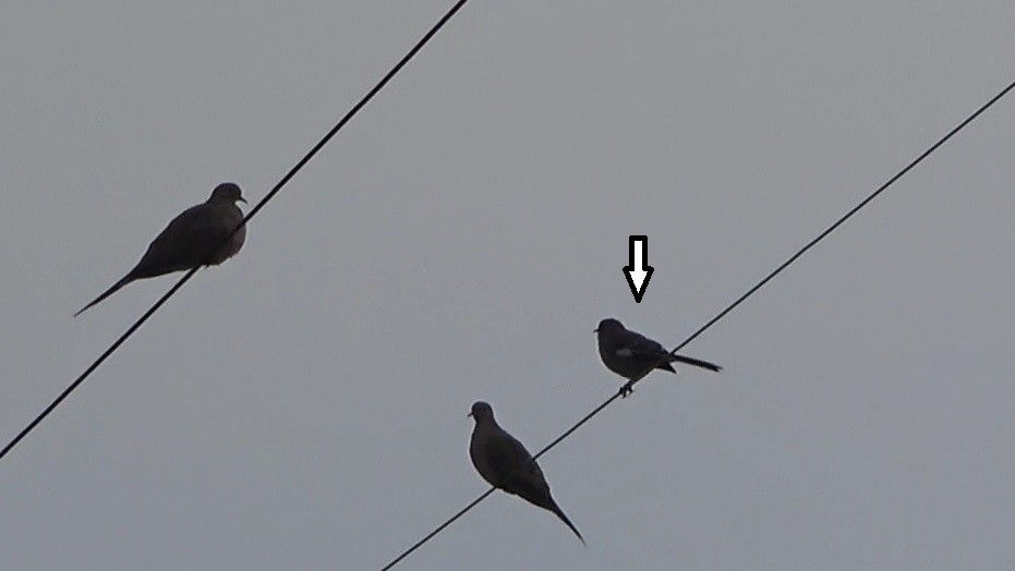 Northern Mockingbird - ML646954810