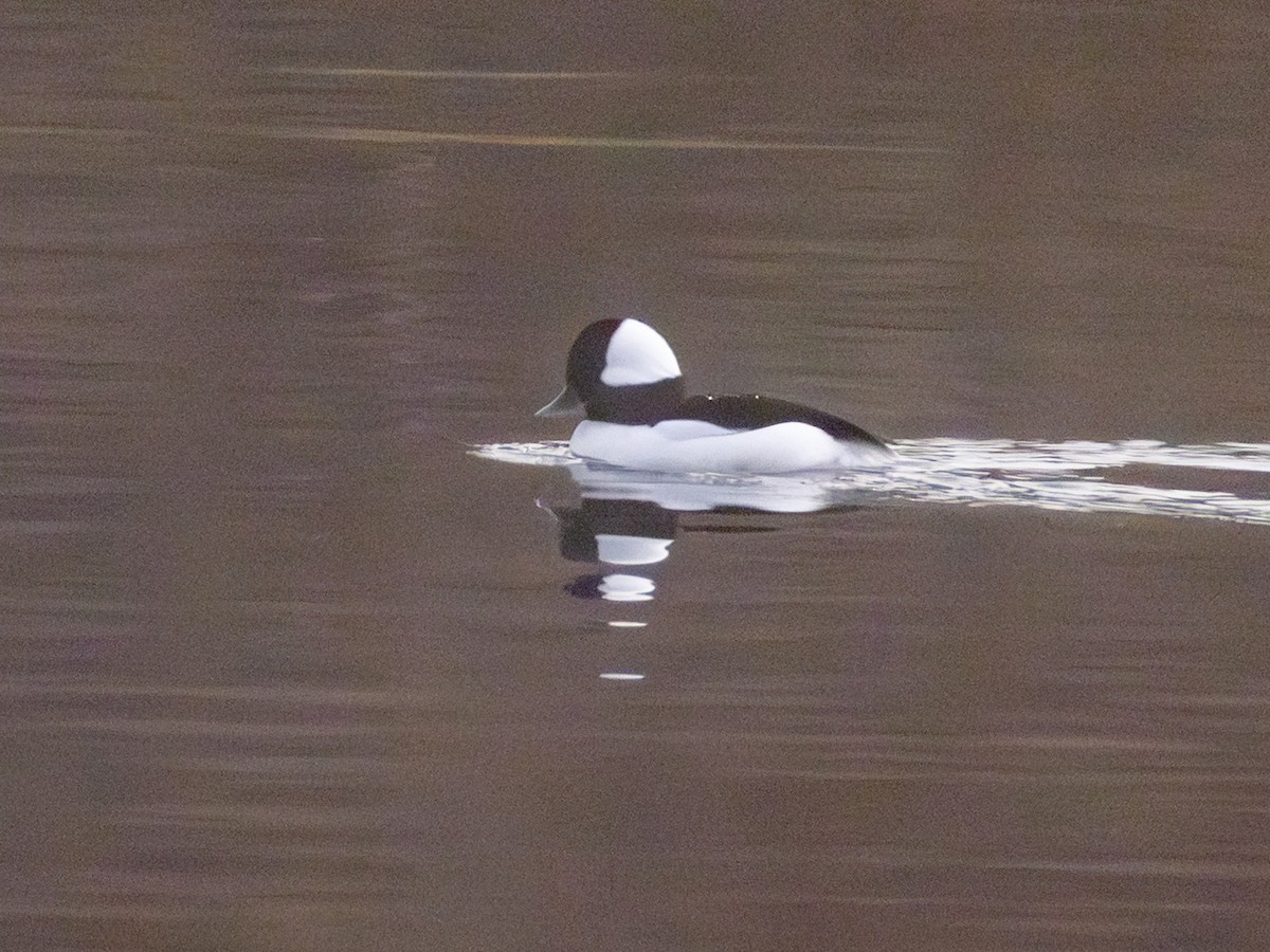 Bufflehead - ML646954811