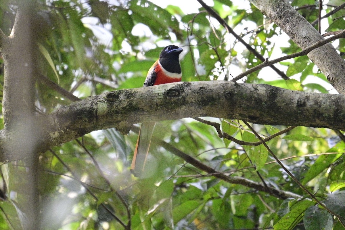 Trogon de Malabar - ML646954813