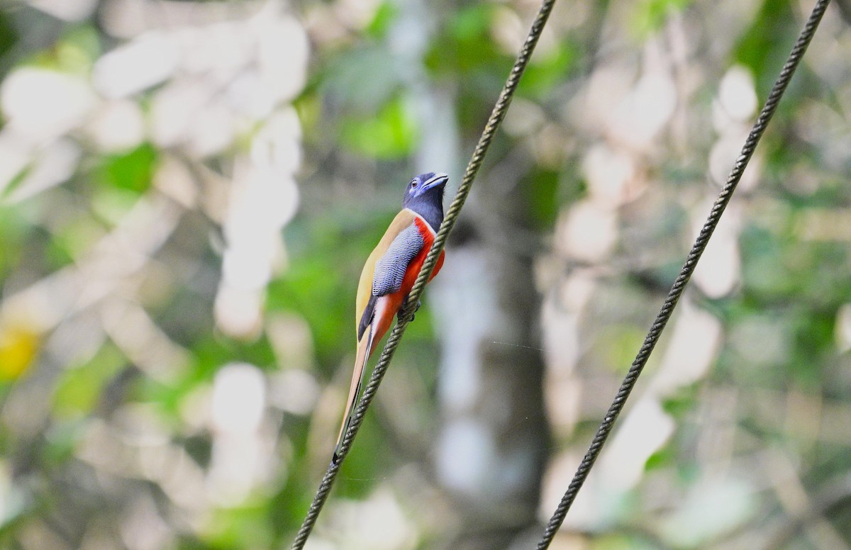 Trogon de Malabar - ML646954814