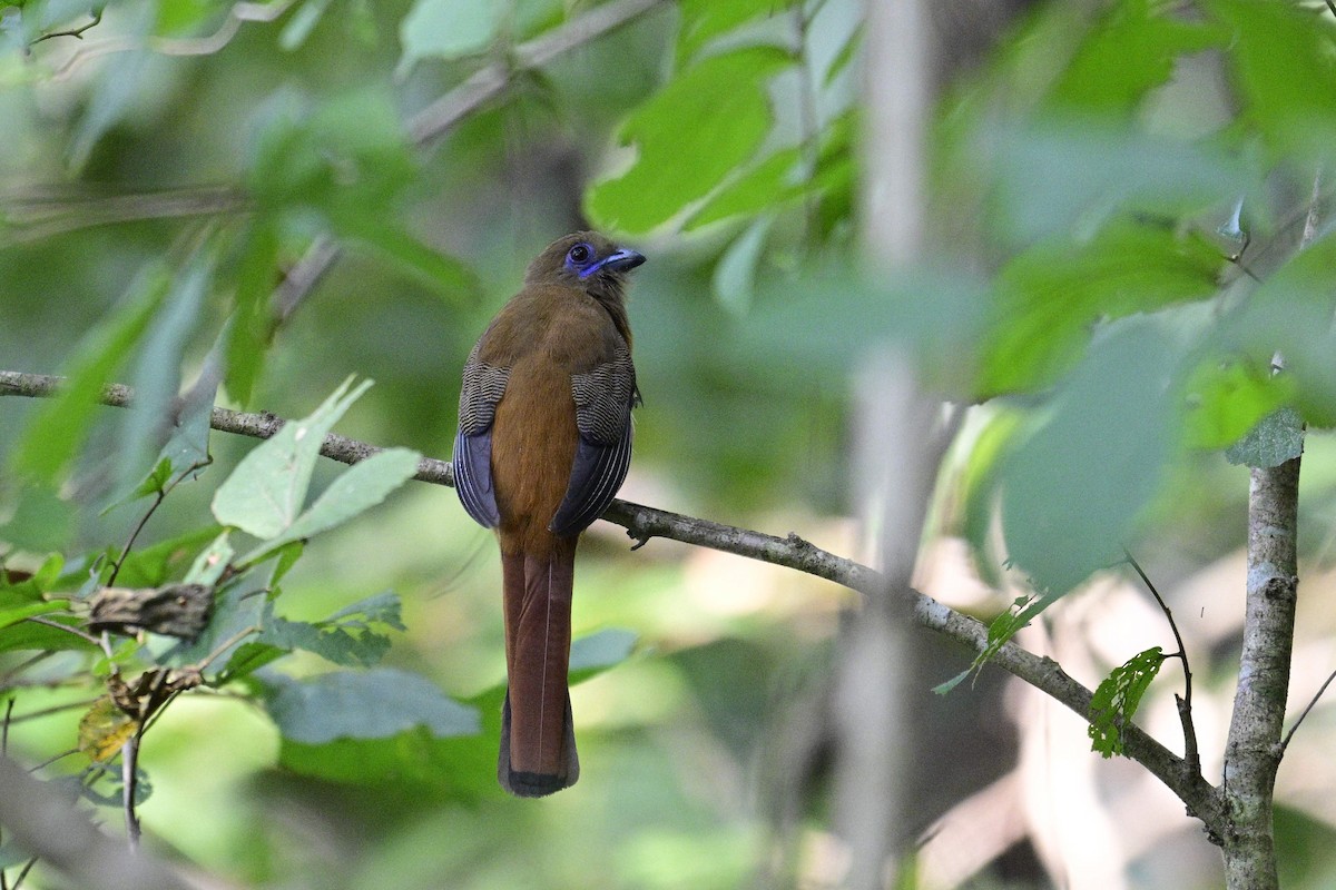 Trogon de Malabar - ML646954815