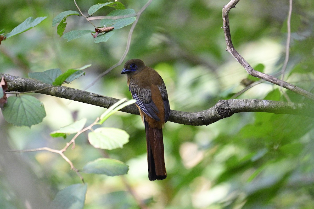 Trogon de Malabar - ML646954816
