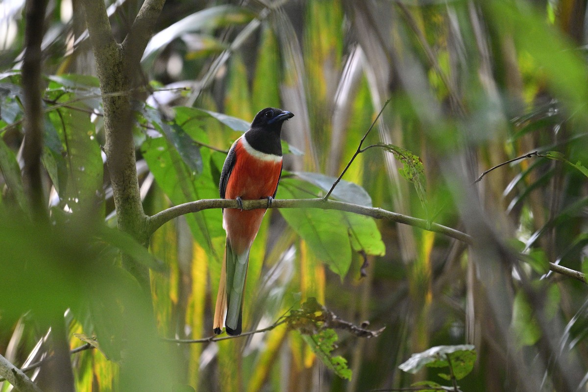 Trogon de Malabar - ML646954817