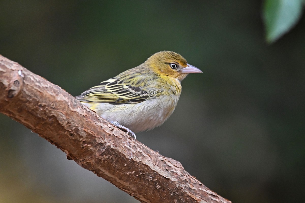 Lesser Masked-Weaver - ML646954818
