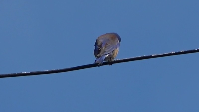 Western Bluebird - ML646954819