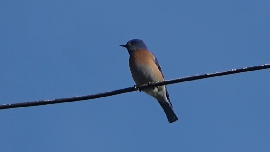 Western Bluebird - ML646954820