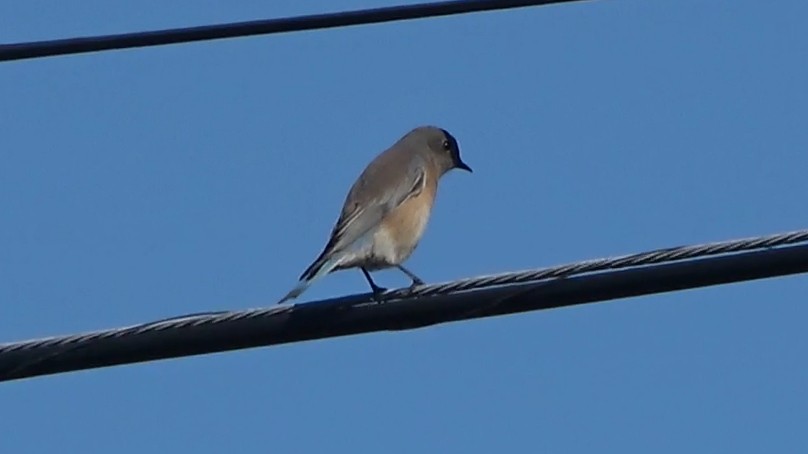 Western Bluebird - ML646954821