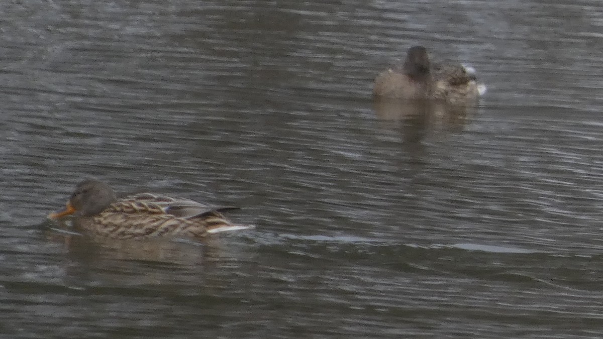 stokkand - ML646954827