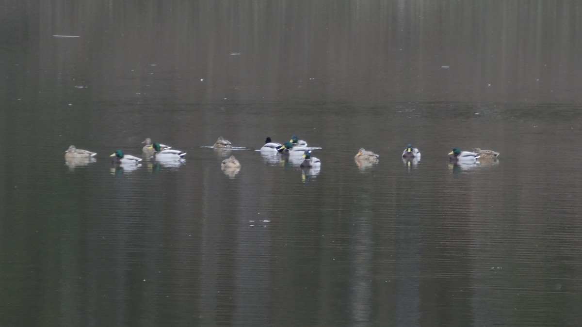 stokkand - ML646954828