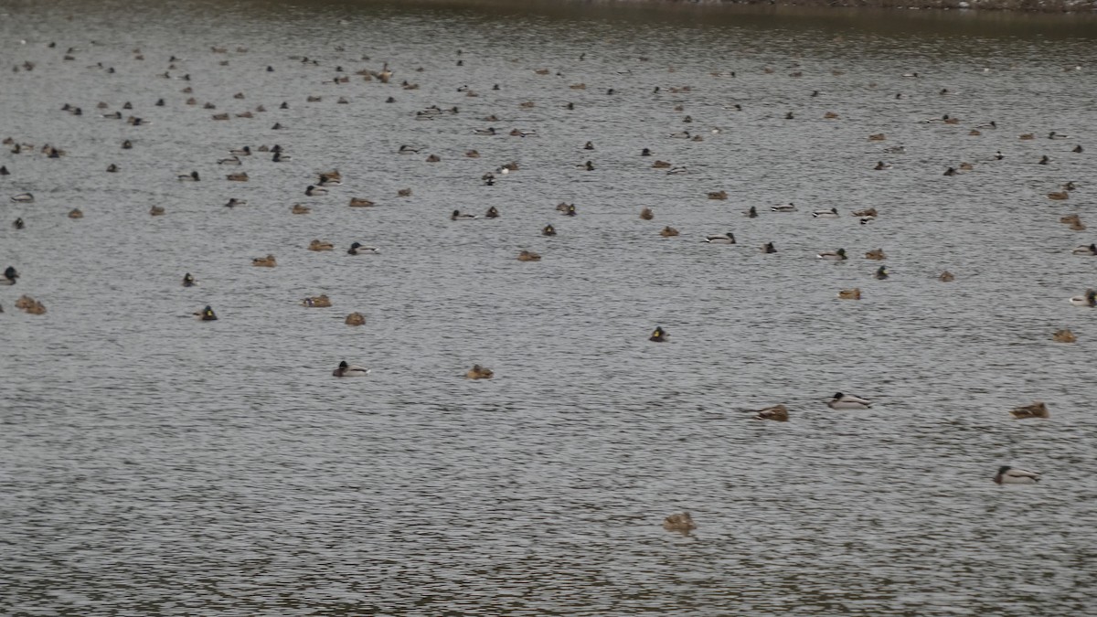 stokkand - ML646954829