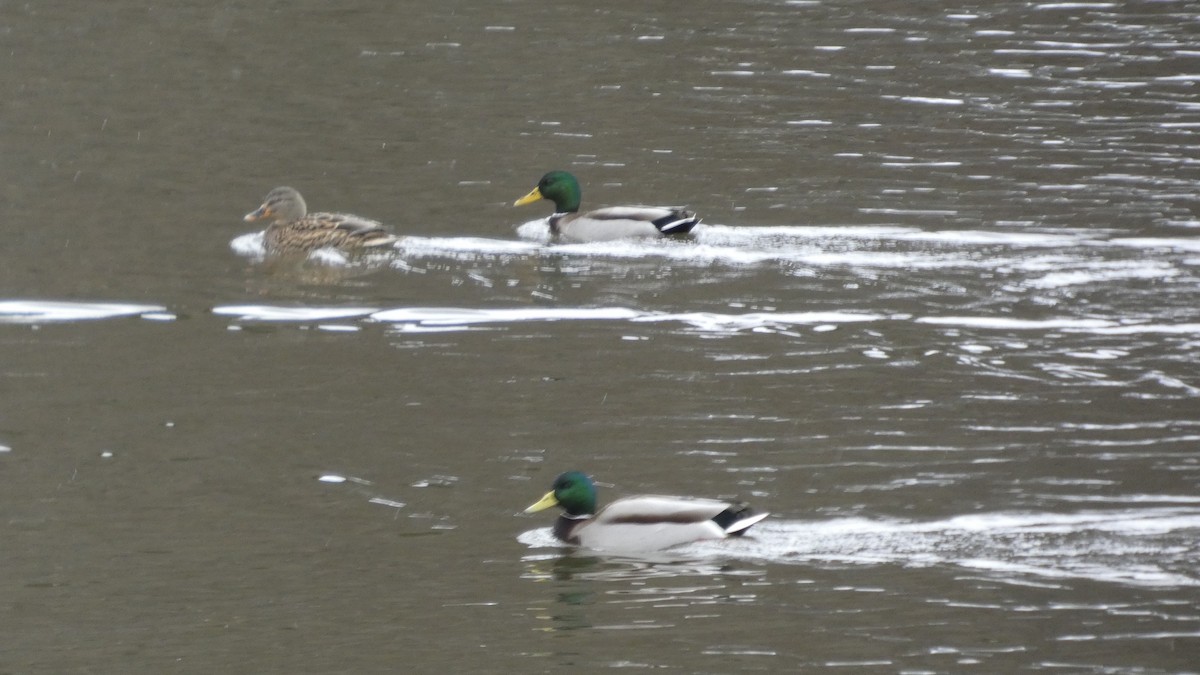 stokkand - ML646954830