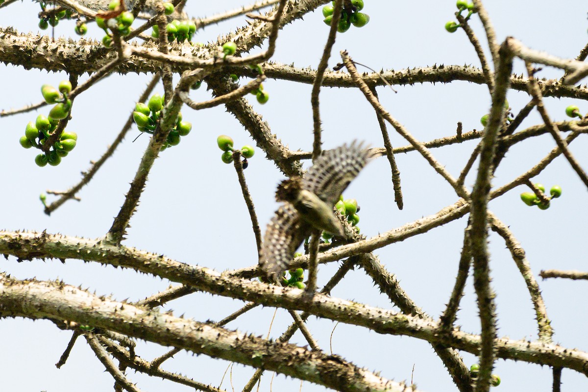 Бурошапочный острокрылый дятел - ML646954831