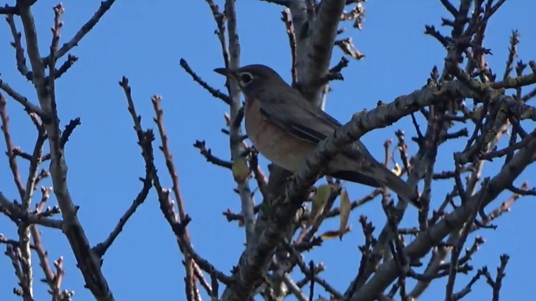 American Robin - ML646954832