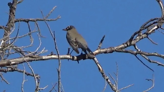 American Robin - ML646954833