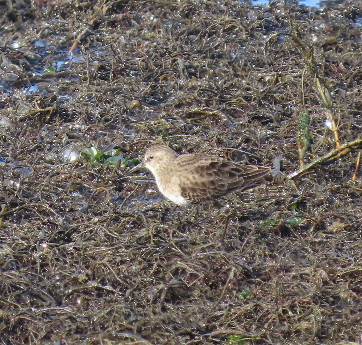 Least Sandpiper - ML646954843