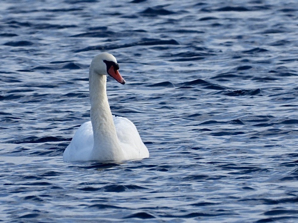 Mute Swan - ML646954844