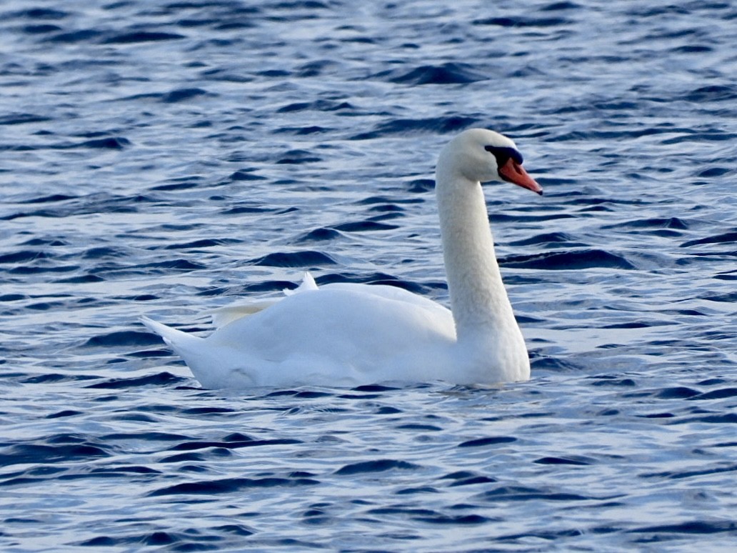 Mute Swan - ML646954845
