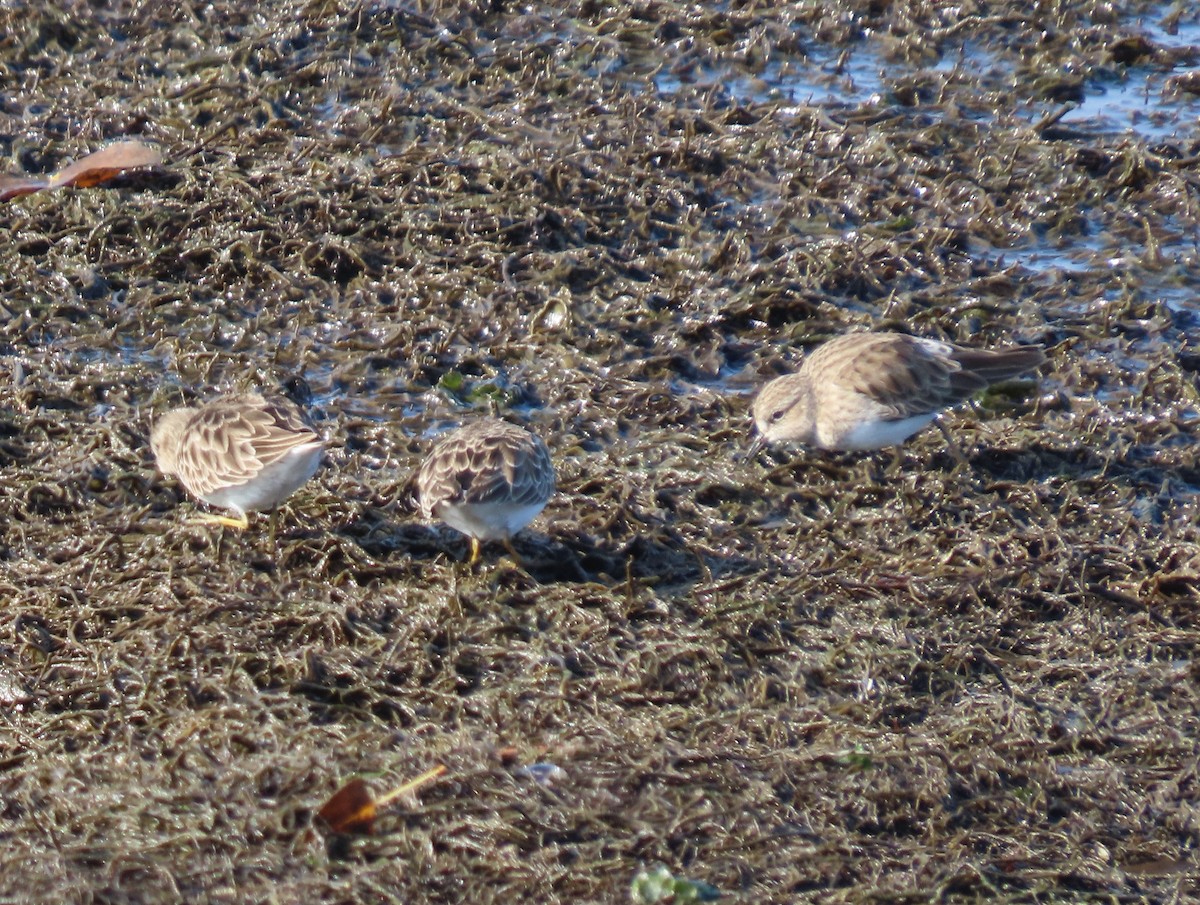 Least Sandpiper - ML646954846