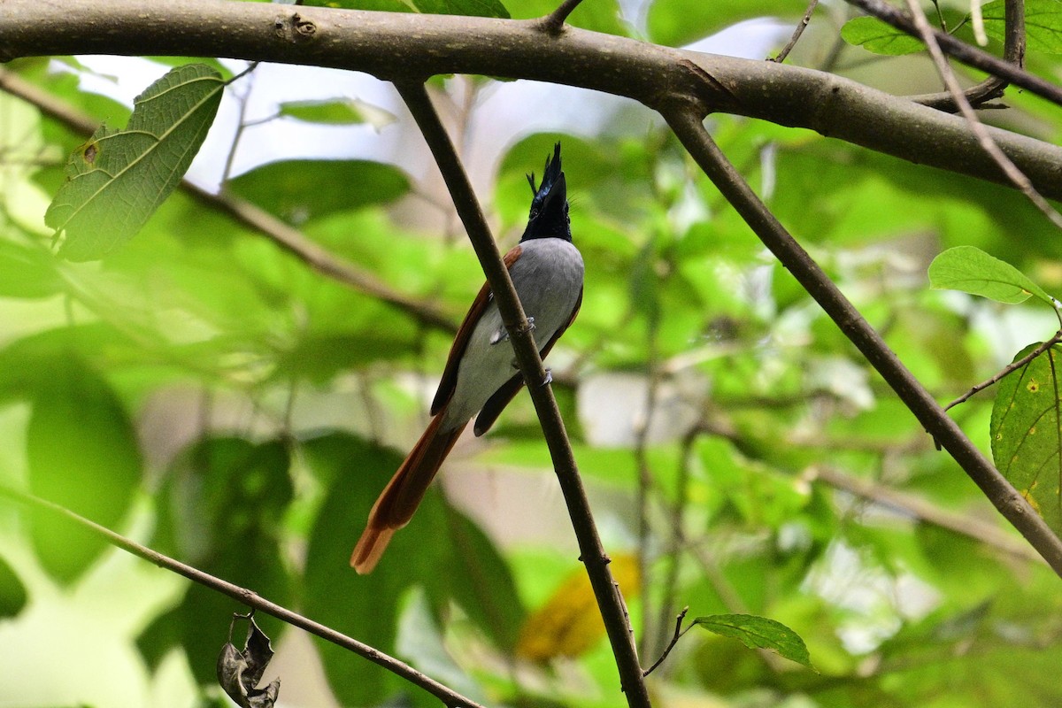 Райская мухоловка - ML646954847