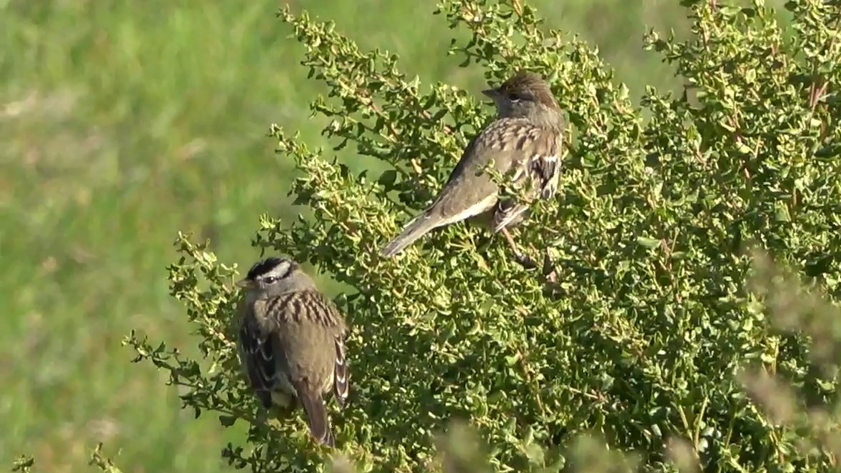 White-crowned Sparrow - ML646954849