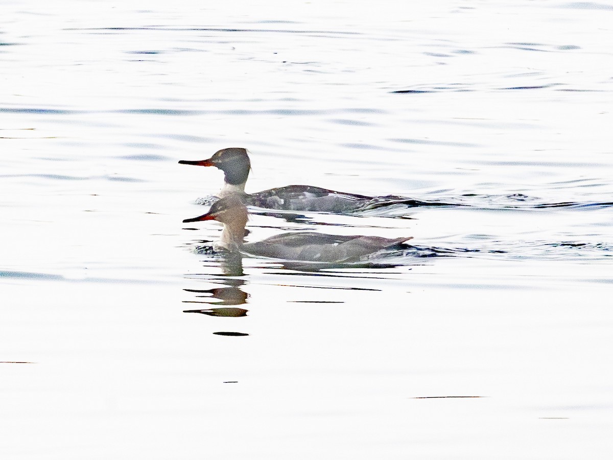 Serreta Mediana - ML646954851