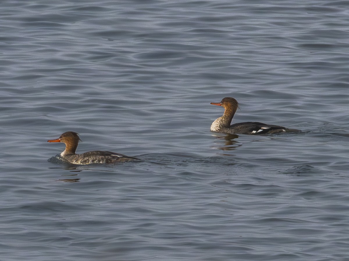 Serreta Mediana - ML646954852