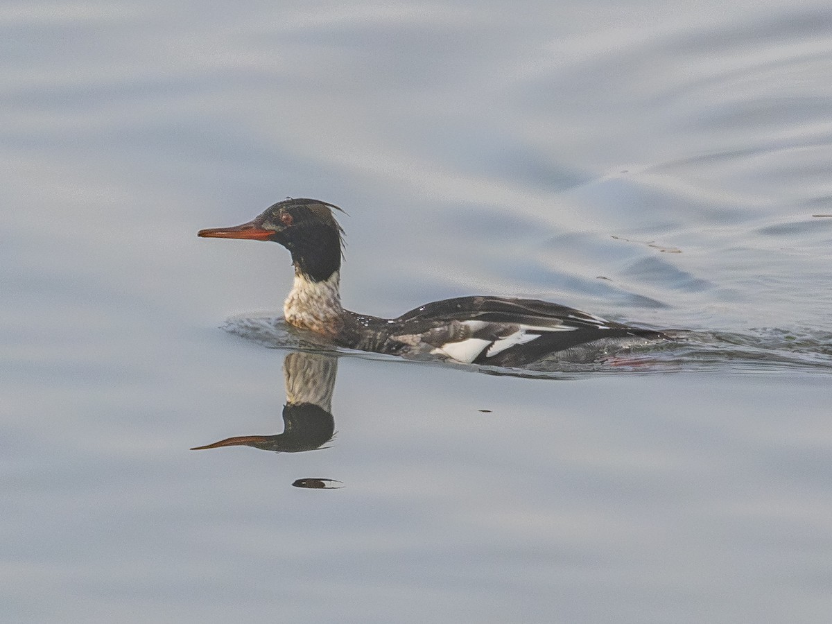 Serreta Mediana - ML646954853