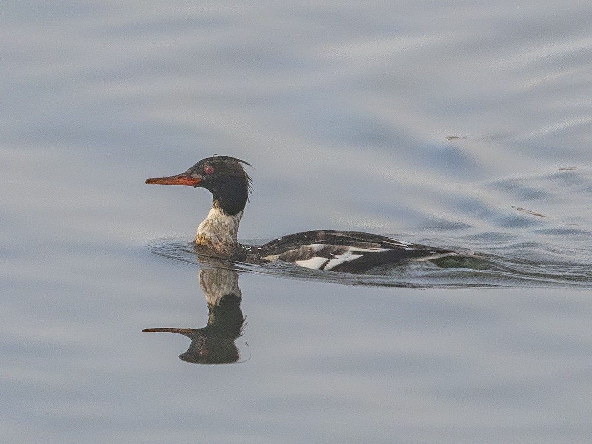 Serreta Mediana - ML646954854