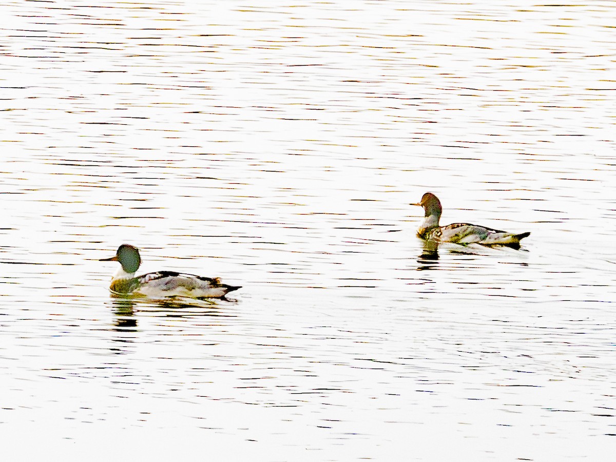 Serreta Mediana - ML646954855