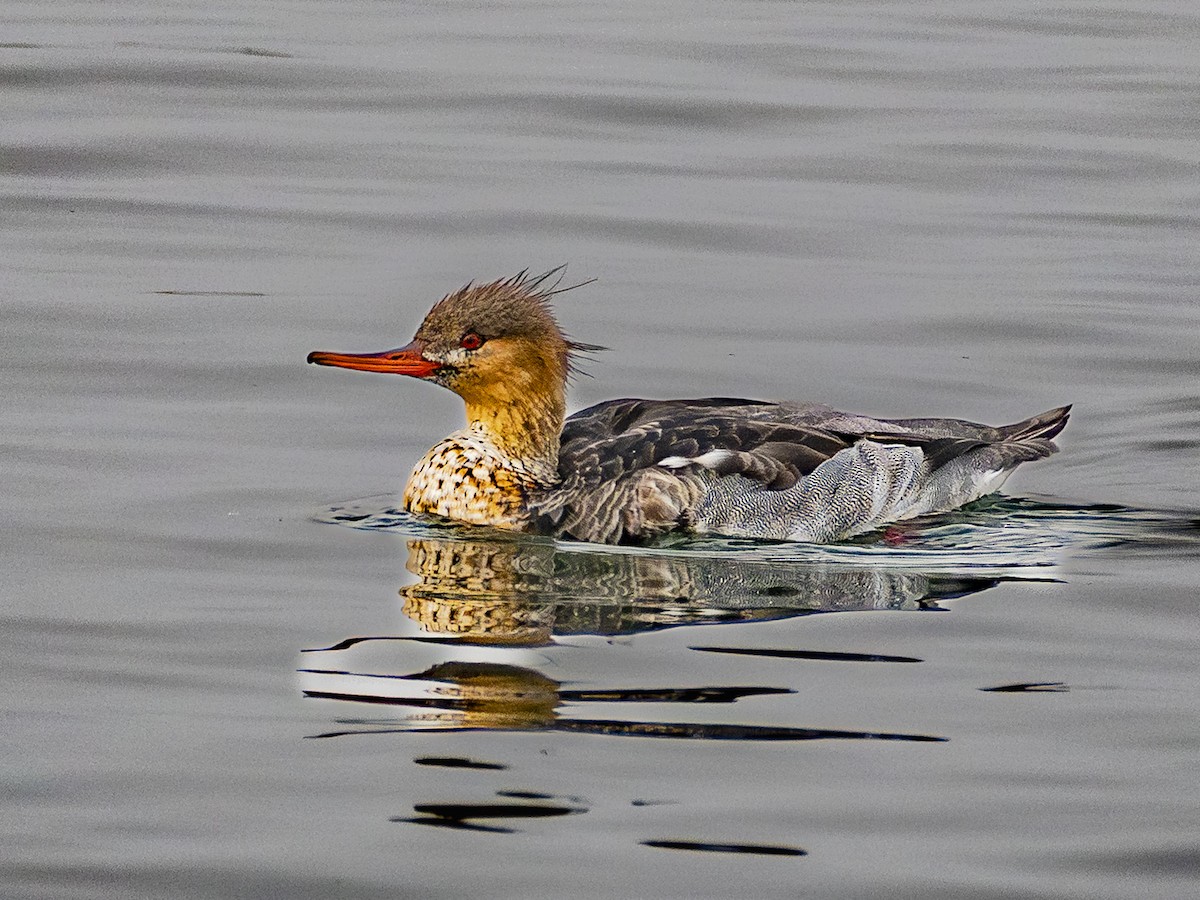 Serreta Mediana - ML646954856