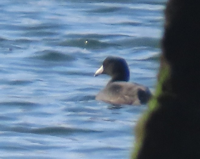 American Coot - ML646954858